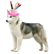 Dog wearing a birthday hat with colorful candles on a white background