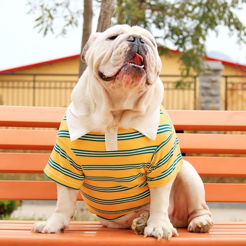 Summer Stripe Polo Dog