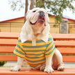 Summer Stripe Polo Dog