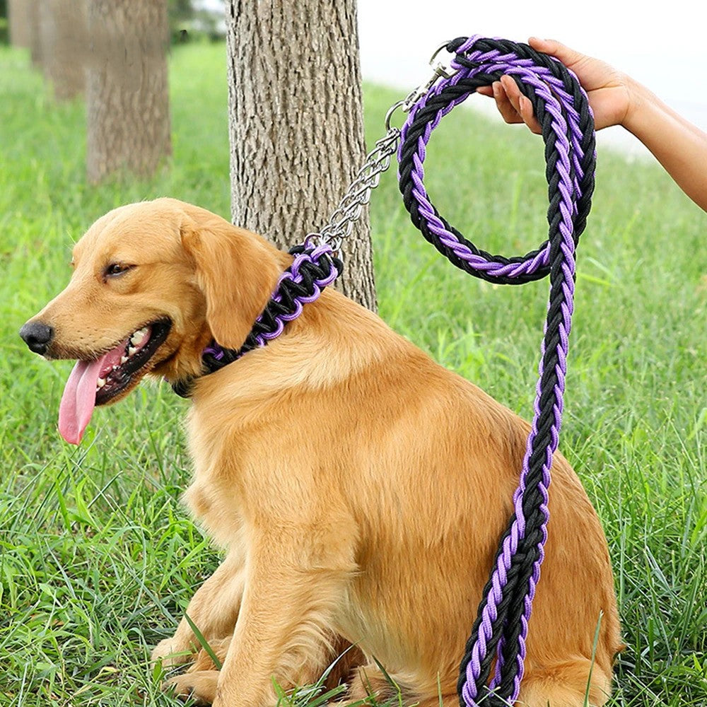 A dog sits on the grass with a purple and black braided leash held by a person.