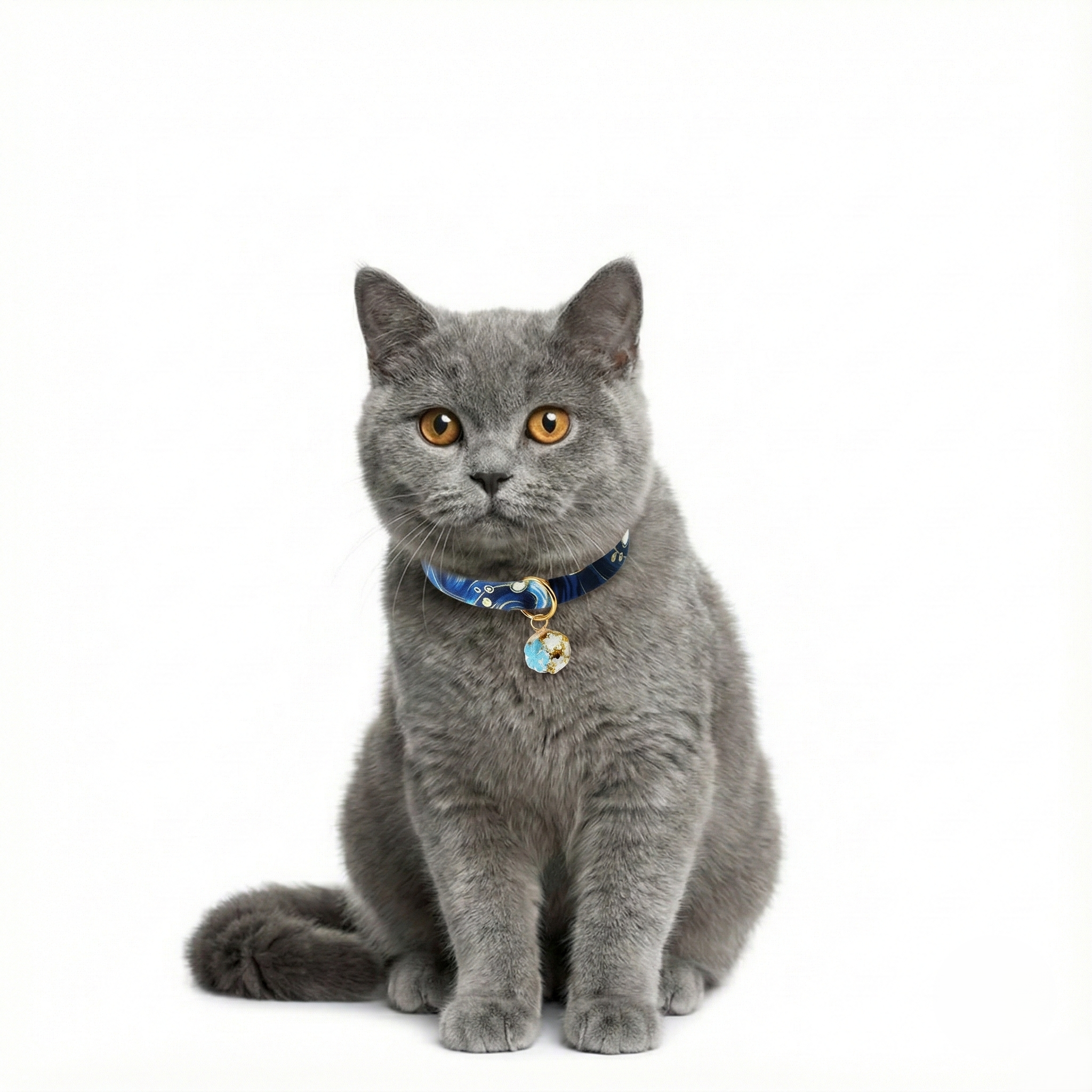 Gray cat wearing a blue collar with a bell on a white background