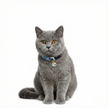 Gray cat wearing a blue collar with a bell on a white background