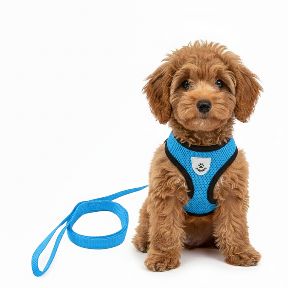 Puppy wearing a blue harness with a white background