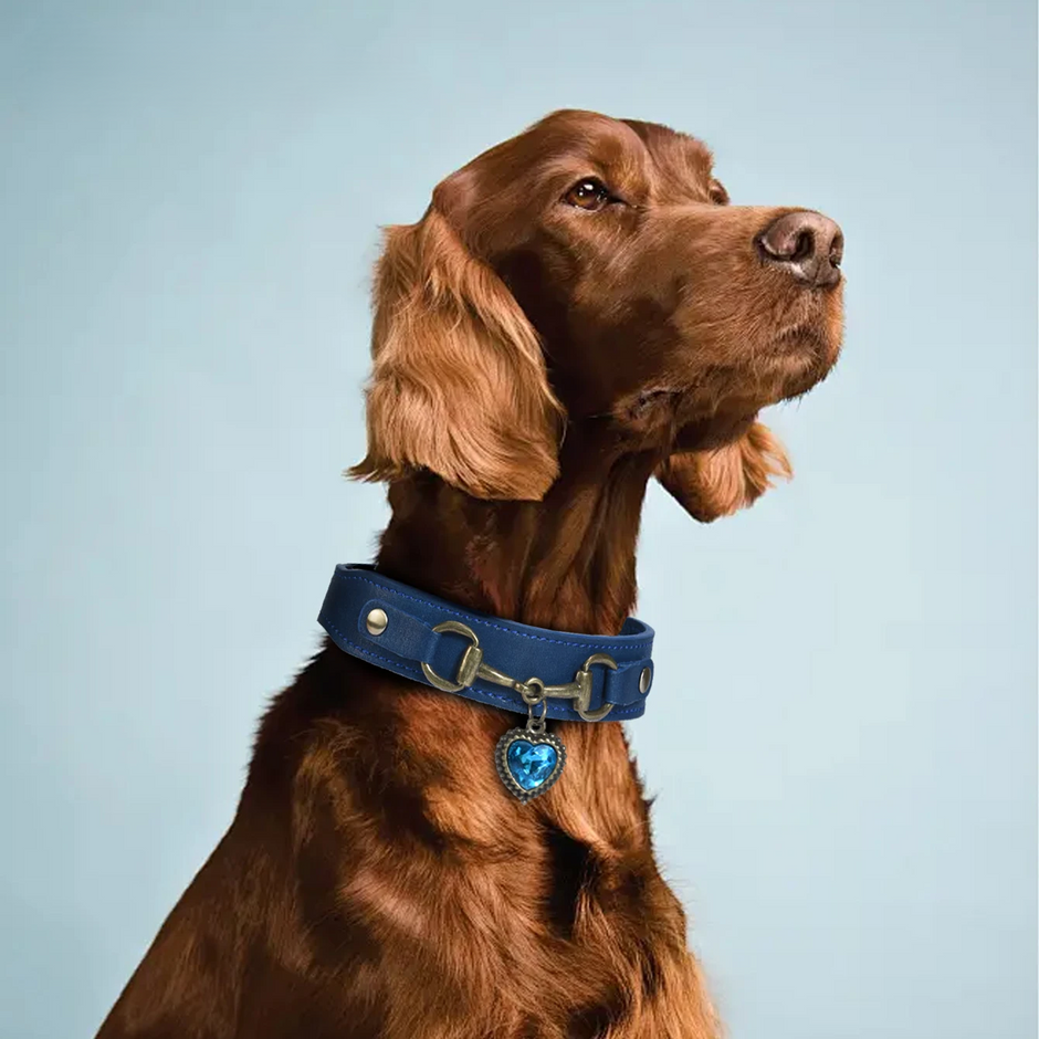 Brown dog wearing a blue collar with a heart-shaped tag on a light blue background