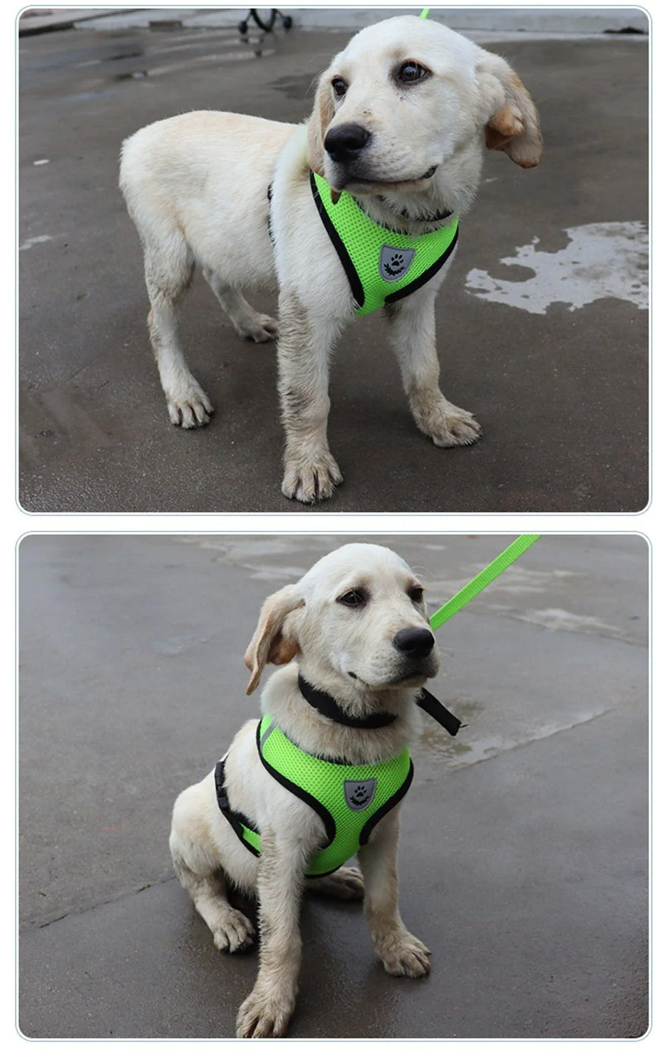 Two images of a white dog wearing a green harness on a concrete surface.