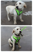 Two images of a white dog wearing a green harness on a concrete surface.