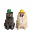 Cat and dog wearing hats on a white background