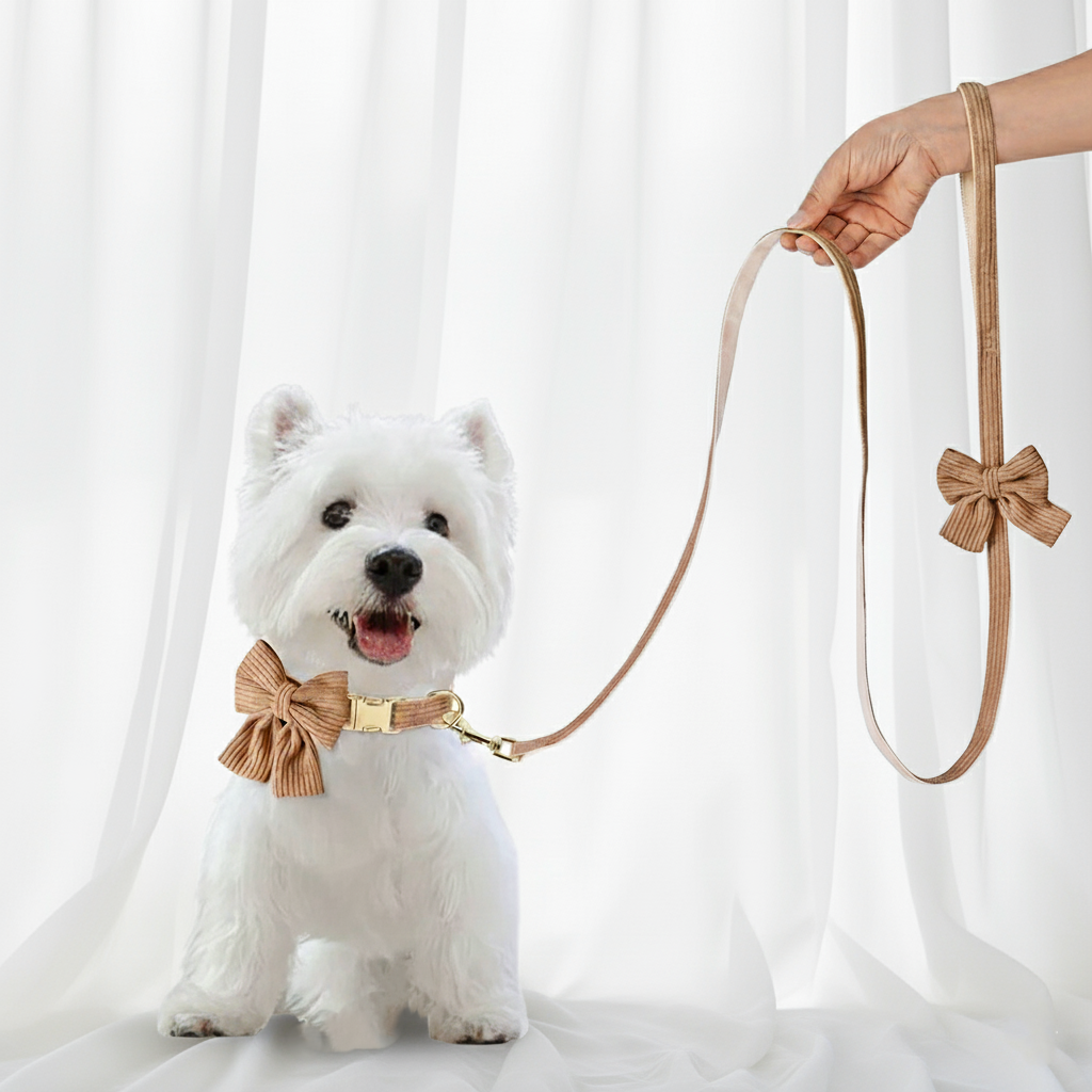 White dog wearing a brown collar with a bow tie, with a brown leash held by a hand against a white curtain background