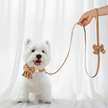 White dog wearing a brown collar with a bow tie, with a brown leash held by a hand against a white curtain background