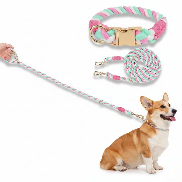 Dog collar and leash set with a dog wearing them on a white background