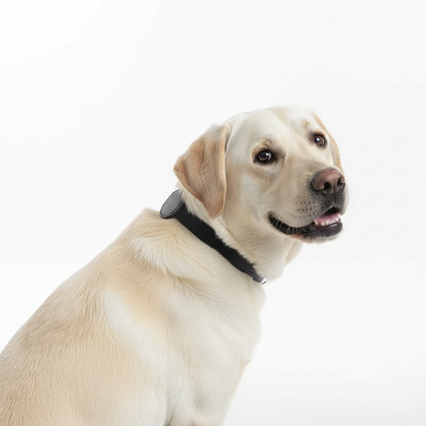 A dog wearing a black collar on a white background