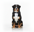 Formal Pup Tuxedo Collar 🐕🦺🎩
