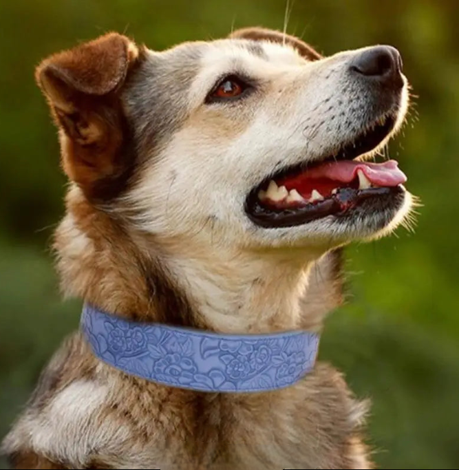 Dog wearing a blue collar with a blurred green background