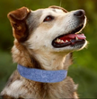 Dog wearing a blue collar with a blurred green background