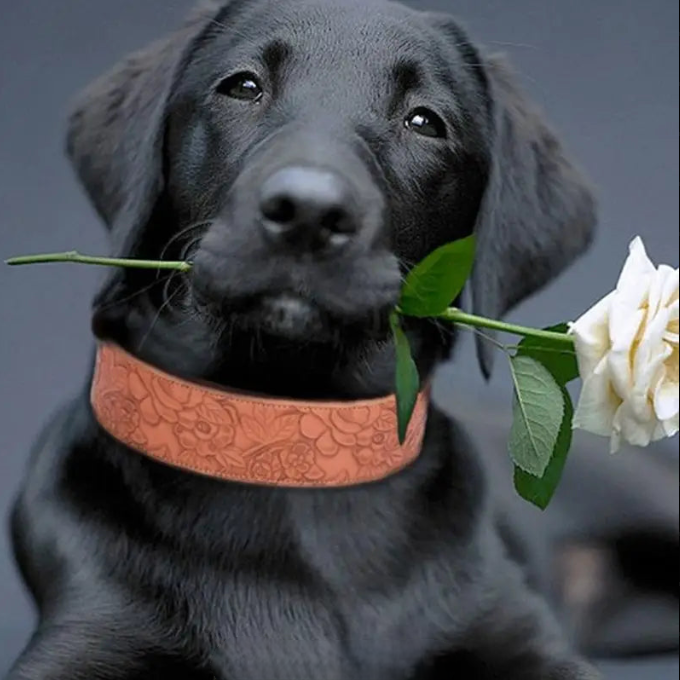 Black dog holding a white rose in its mouth against a gray background