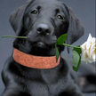 Black dog holding a white rose in its mouth against a gray background