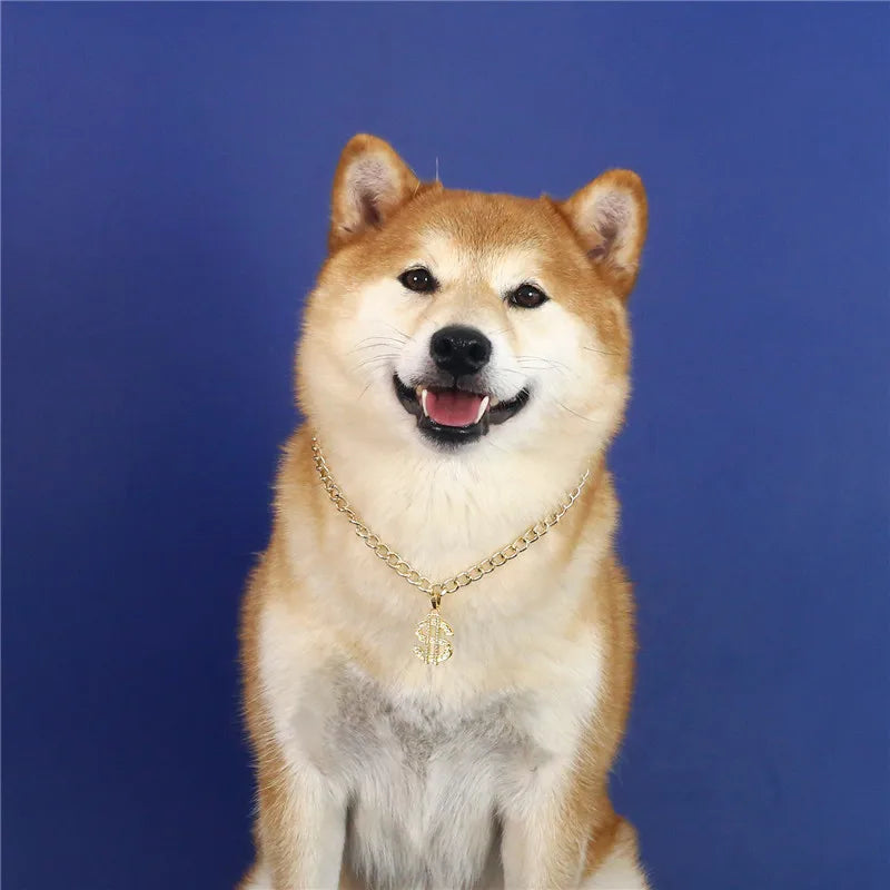 A dog wearing a Gold necklace with a dollar sign pendant on a blue background