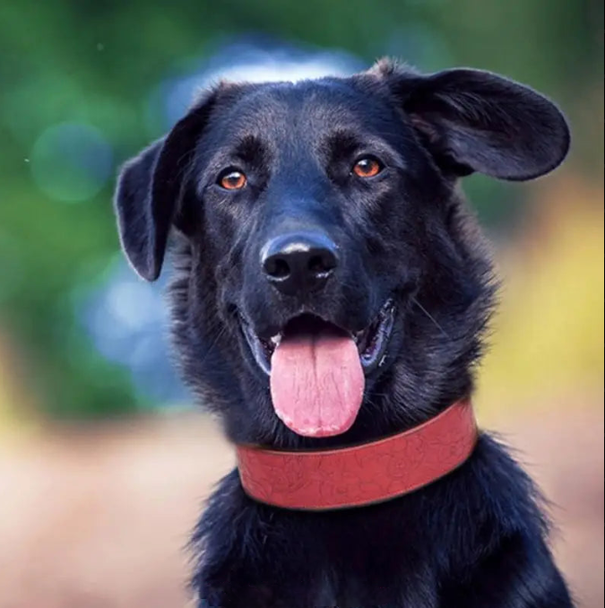 Black dog with a red collar looking directly at the camera against a blurred natural background