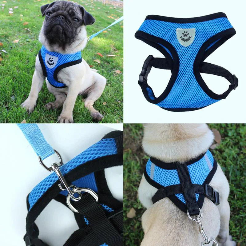 Dog wearing a blue harness with close-up shots of the harness on a white background.