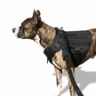 A dog wearing a black tactical vest on a white background