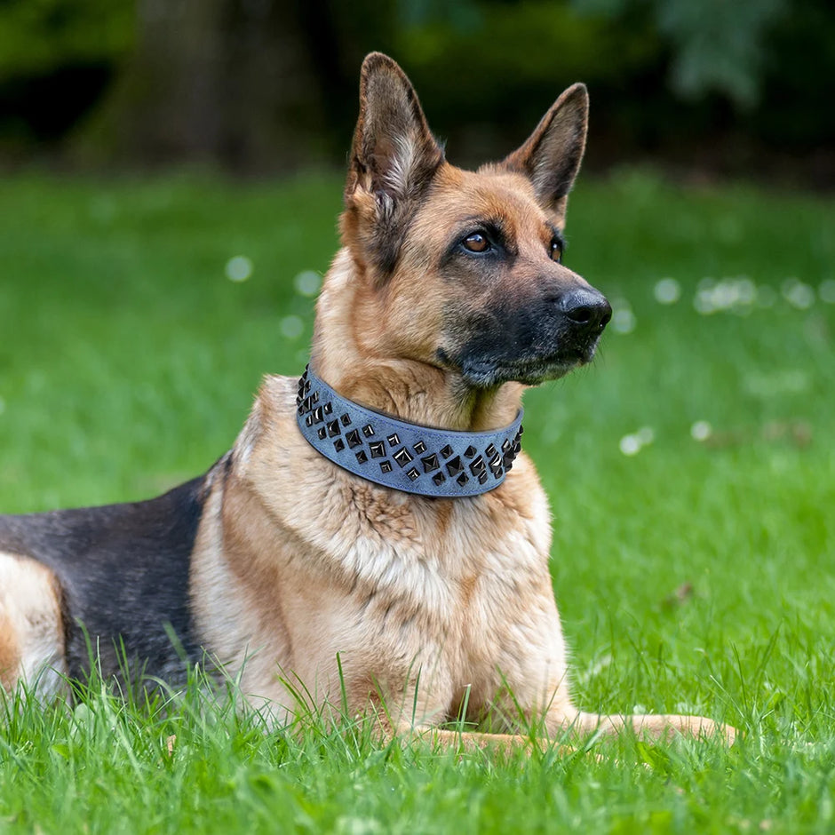 The Guardian Spiked Collar | for Large & XL Breed Dogs