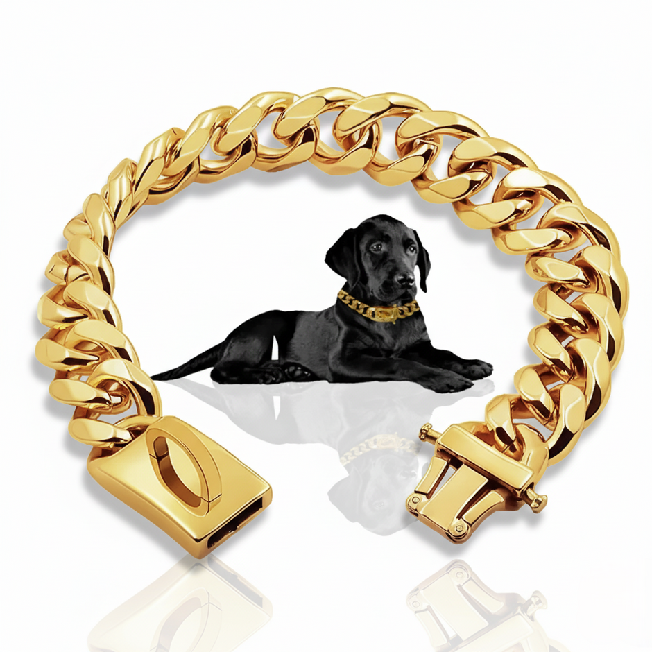 Gold chain collar with a black dog wearing it on a white background