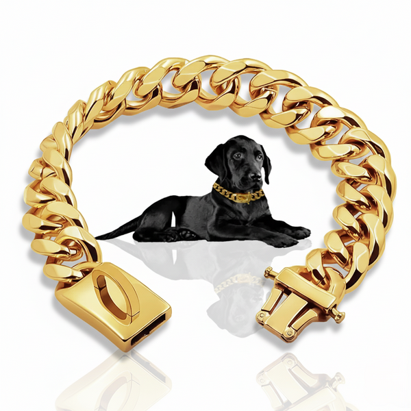 Gold chain collar with a black dog wearing it on a white background