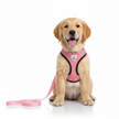 Dog wearing a pink harness and leash on a white background