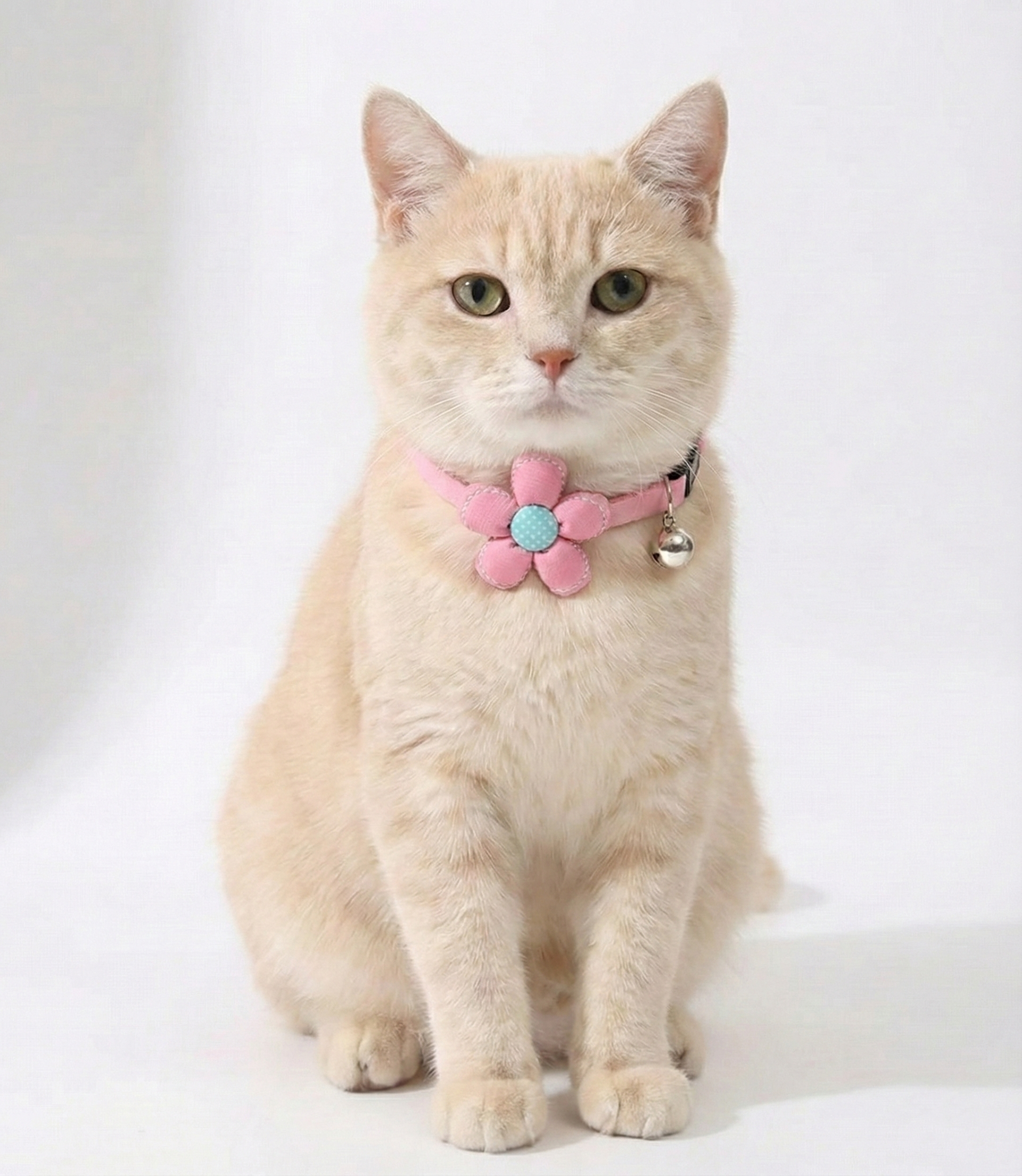 Cat wearing a Pink Chic Floral Bell Collar with a bell, looking playful.