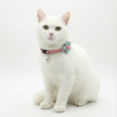 White cat wearing a pink collar with a turquoise flower and bell