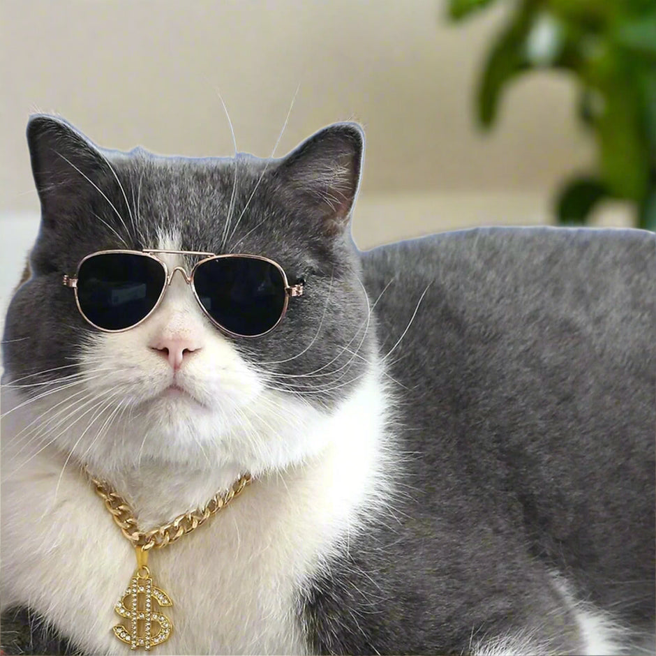 A cat wearing sunglasses and a gold chain with a dollar sign pendant