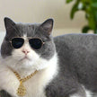 A cat wearing sunglasses and a gold chain with a dollar sign pendant