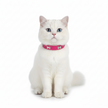 White cat wearing a Rose_red collar with a white background