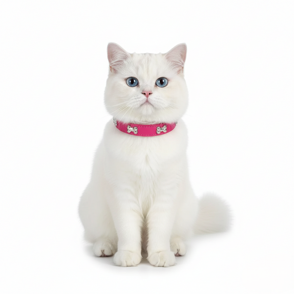 White cat wearing a Rose_red collar with a white background