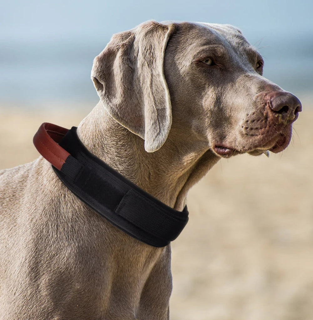 Snap-Lock Magnetic Collar