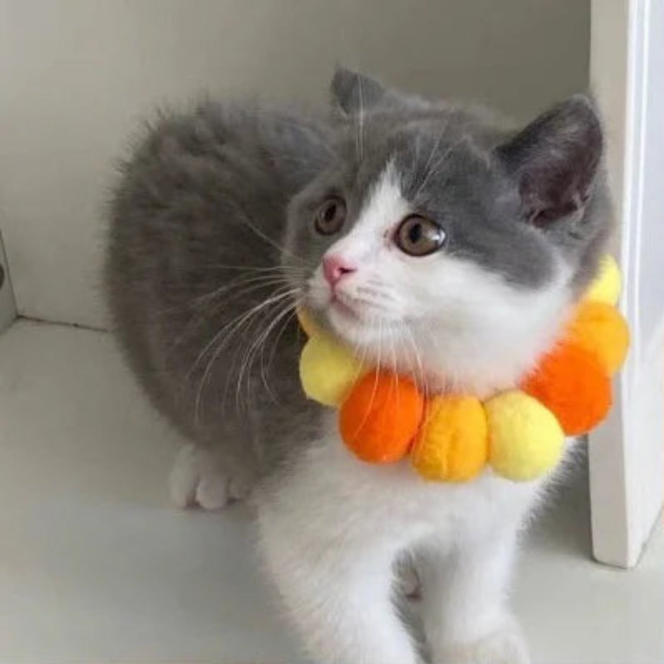 Pom Pom Bloom Collar 🌈🐾