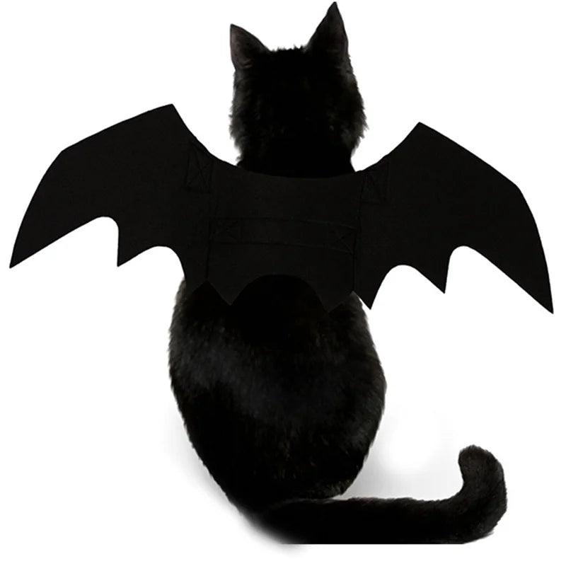 Black cat wearing a bat costume with large wings on a white background
