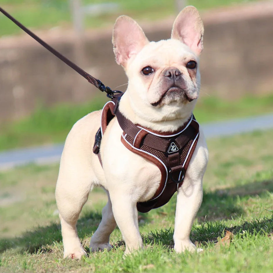 Dog wearing a brown harness standing on grass