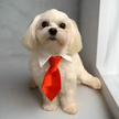 Small white dog wearing a red tie on a plain background