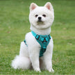 White dog wearing a teal harness sitting on grass
