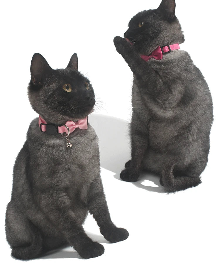 SafeNPlay Breakaway Collar