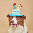 Dog wearing a birthday hat with candles on a beige background