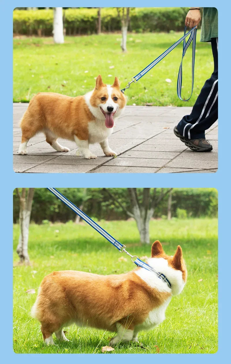 Corgi dog on a leash with a person walking it in a park setting.