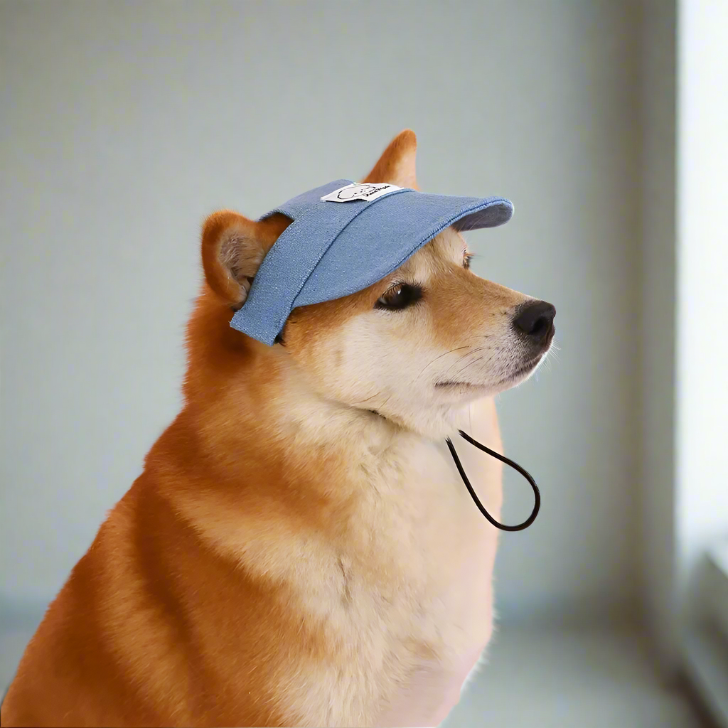 Dog wearing a blue cap with a small patch on a plain background