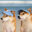Two dogs wearing blue caps on a pink background
