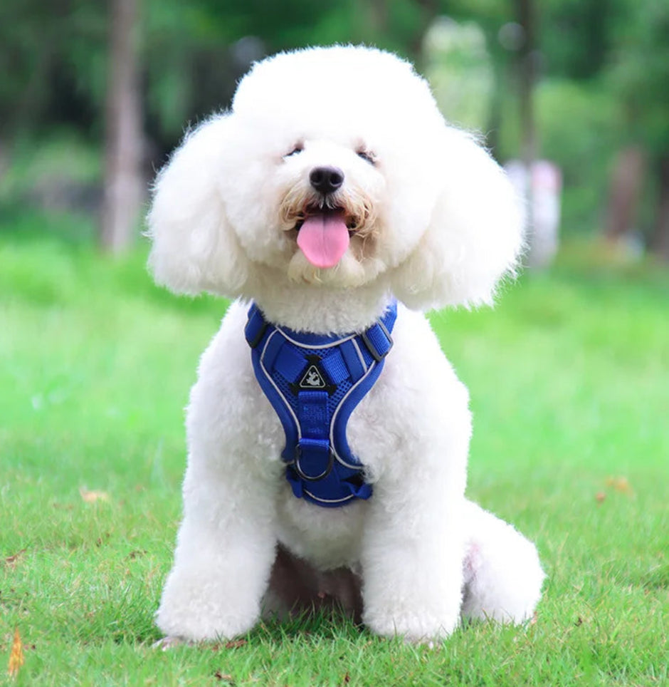 White dog wearing a blue harness on a grassy field