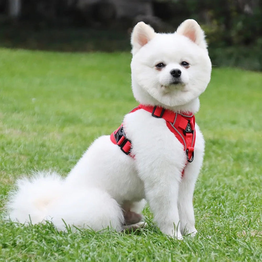 White dog wearing a red harness sitting on grass
