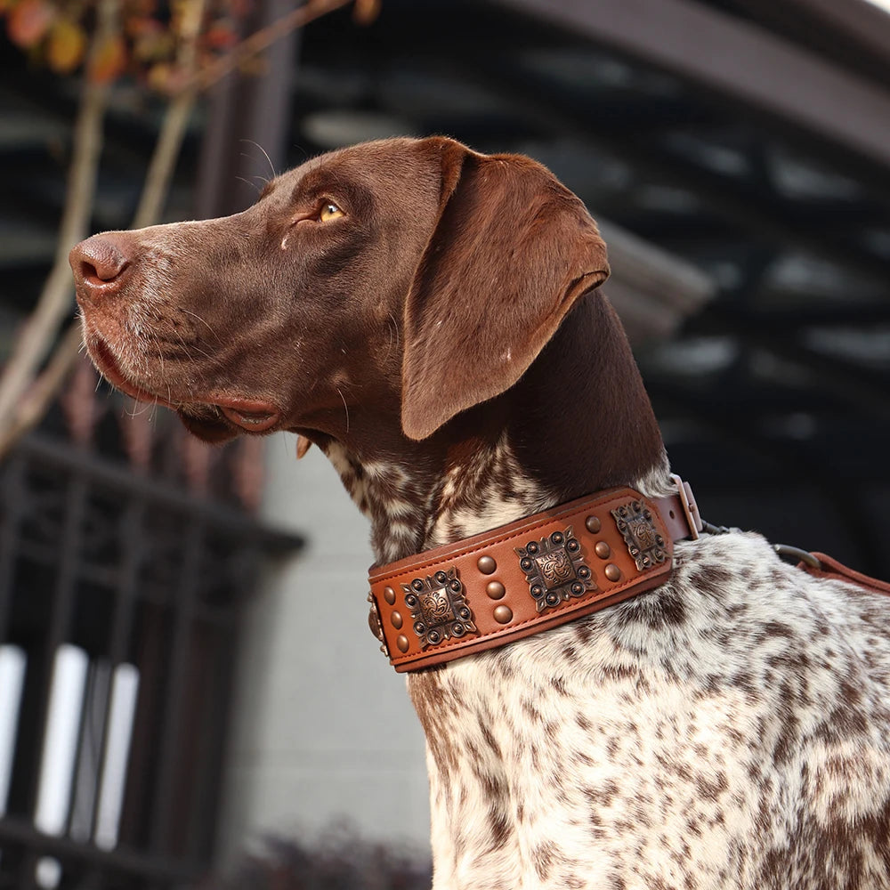 Dog wearing a brown leather collar with decorative studs, looking to the side.