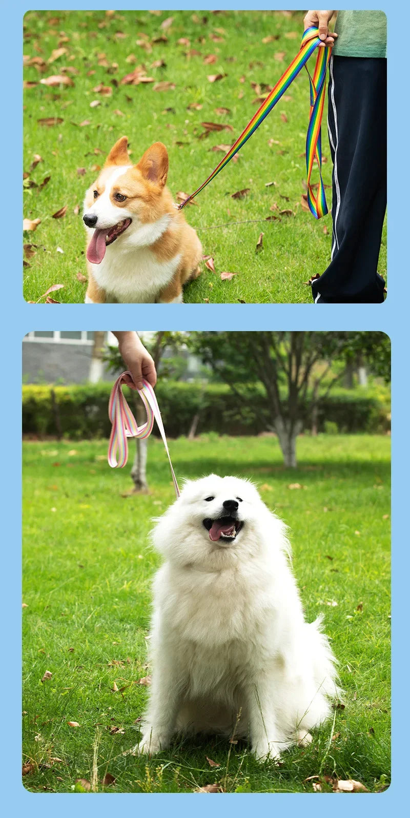 Two images of dogs on leashes with grassy backgrounds