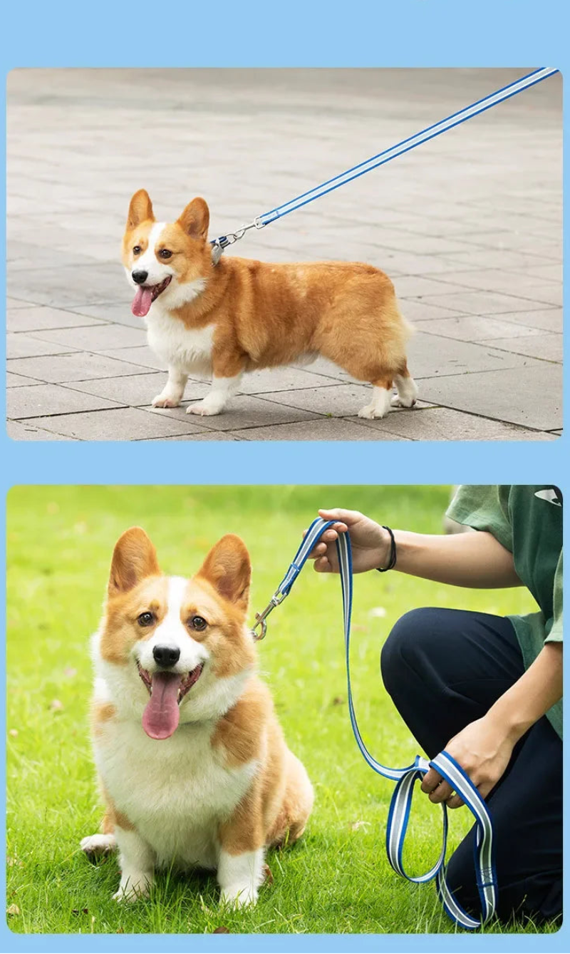 Corgi dog on a leash with a blue handle in two different settings.